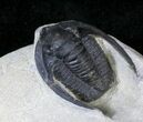 Nice Diademaproetus Trilobite - Foum Zguid, Morocco #28145-5